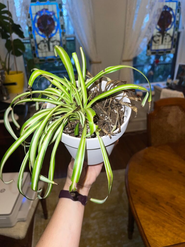 this spider plant hates me