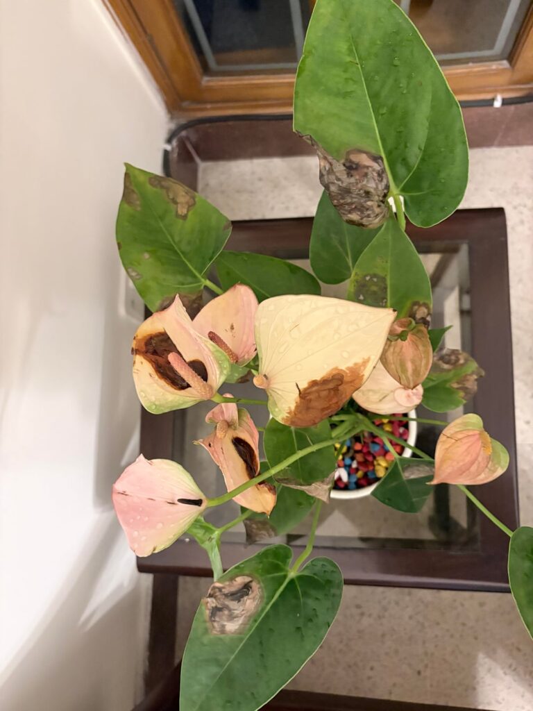 Peace Lilly - what does it need?