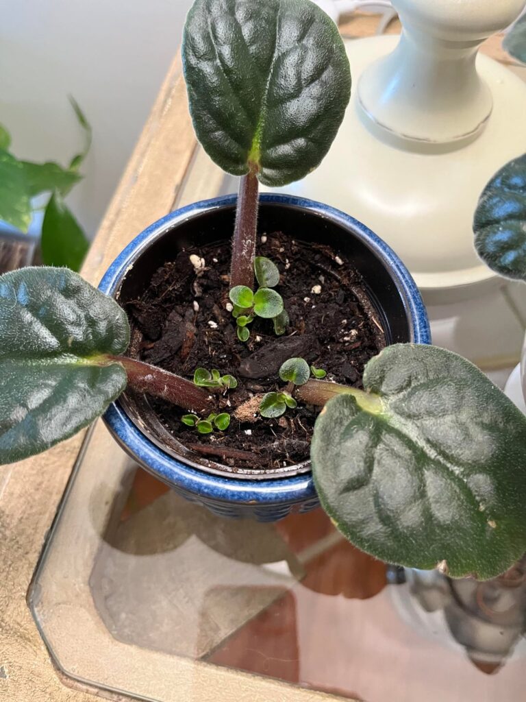How soon should I move these to their individual tiny pots and separate them from the leaf?