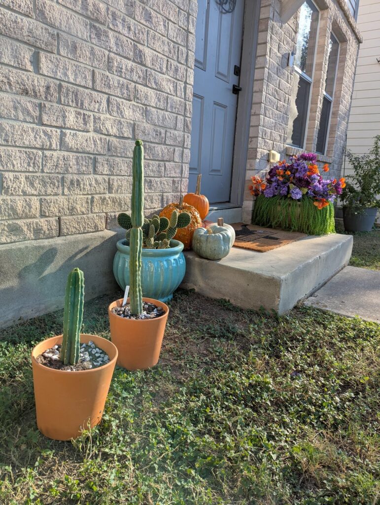 Finally starting my cactus garden! Bridgesii & Pachanoi Finally starting my cactus garden! Bridgesii & Pachanoi