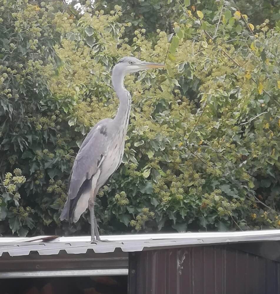 One Redditor shared a snapshot of a graceful heron alighting on their garden fence.