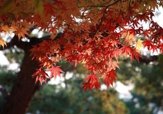 Incredible: The fall of leaves in Autumn is determined by hormones!