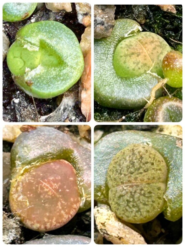 Seedlings first split