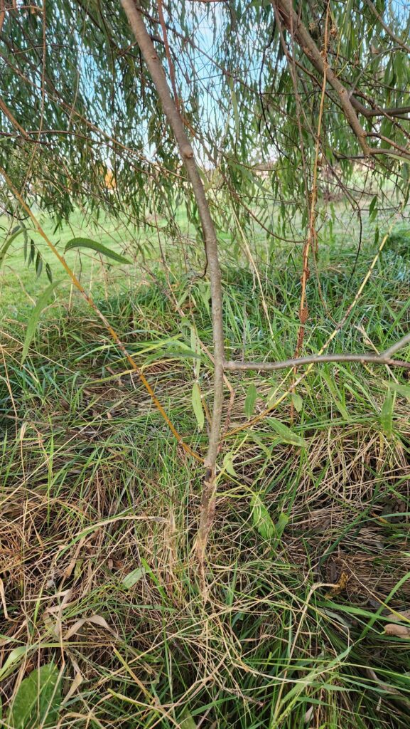 Willows will just do whatever they want