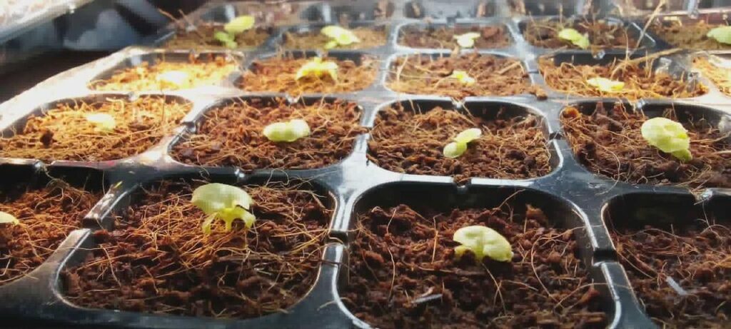 Lettuce Seedlings (Lollo Bionda lettuce) Lettuce Seedlings (Lollo Bionda lettuce)