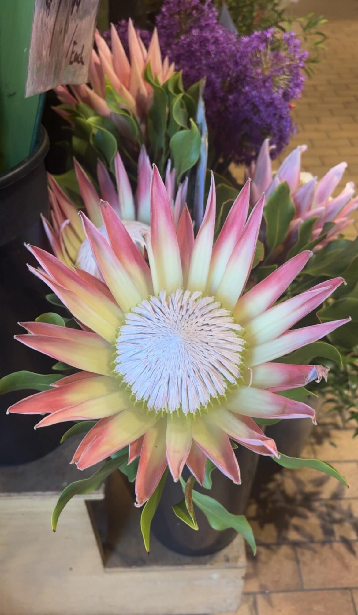 Does anyone know what kind of flower this is? It’s sure beautiful ❤️