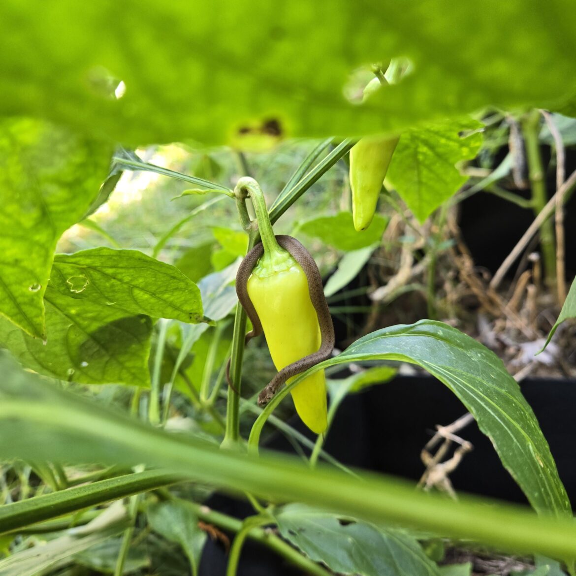 Found a friend in the garden this morning😅