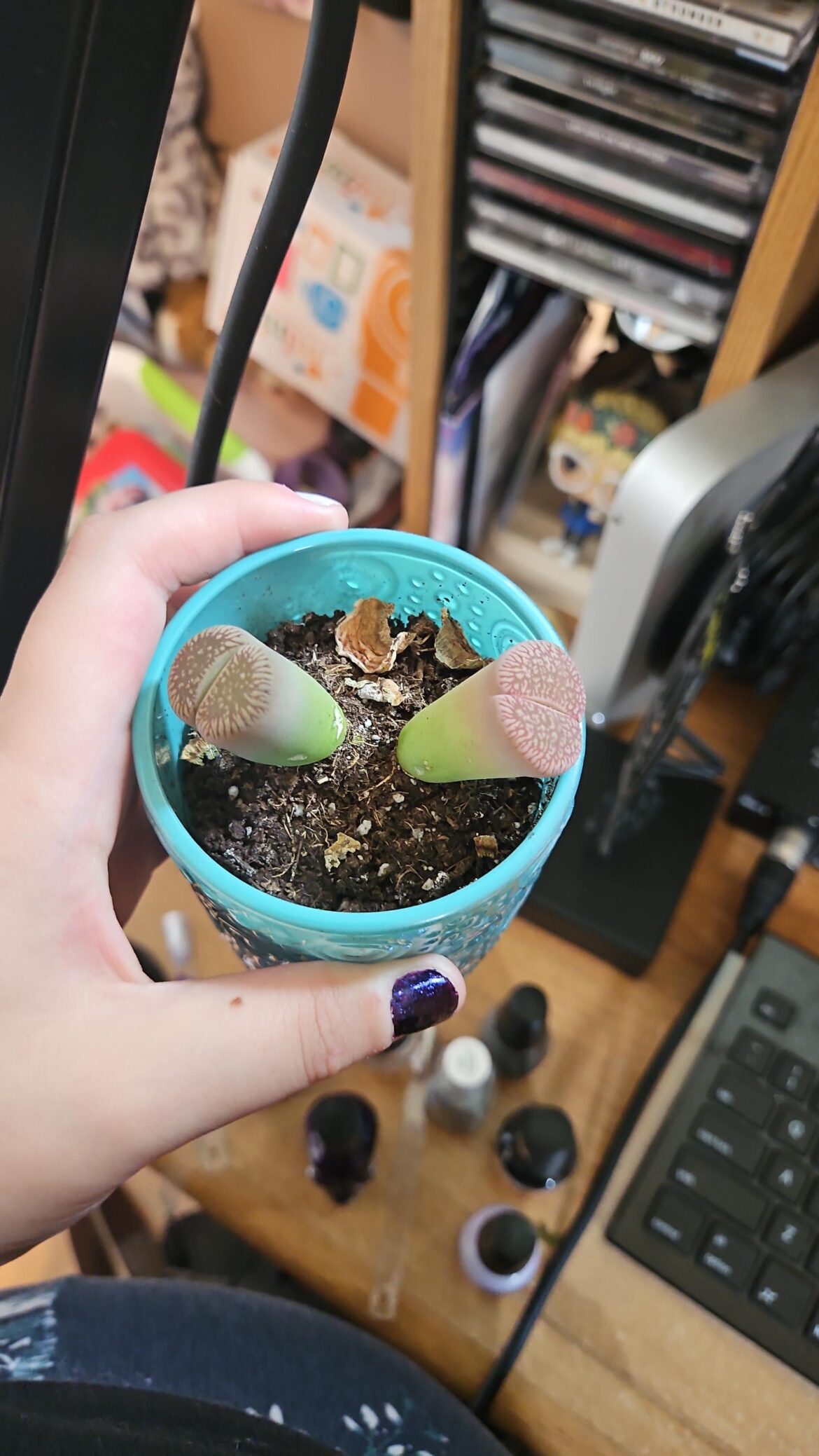 These are defo not potted right and i think they might be dead,,