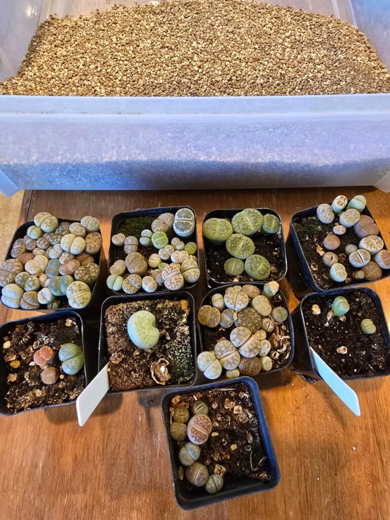 Finally repotting some Lithoos I grew from seed Finally repotting some Lithoos I grew from seed