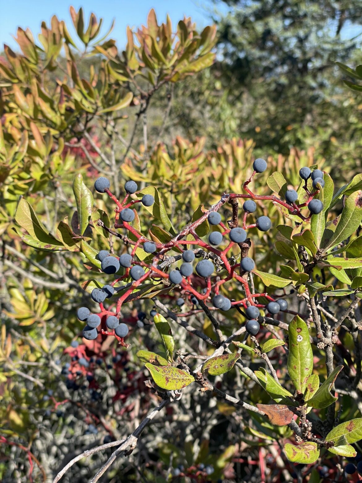 What berries, and are they edible?