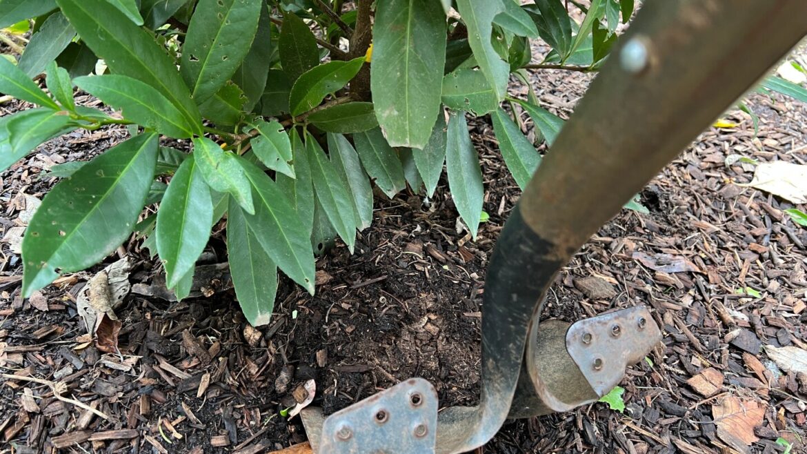 Timing and technique for transplanting shrubs