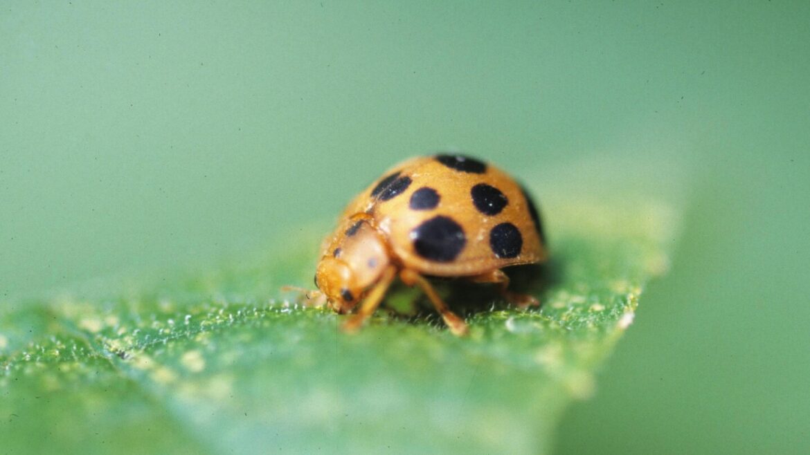 Gardening can lead to mishaps as scary as any Halloween Gardening can lead to mishaps as scary as any Halloween