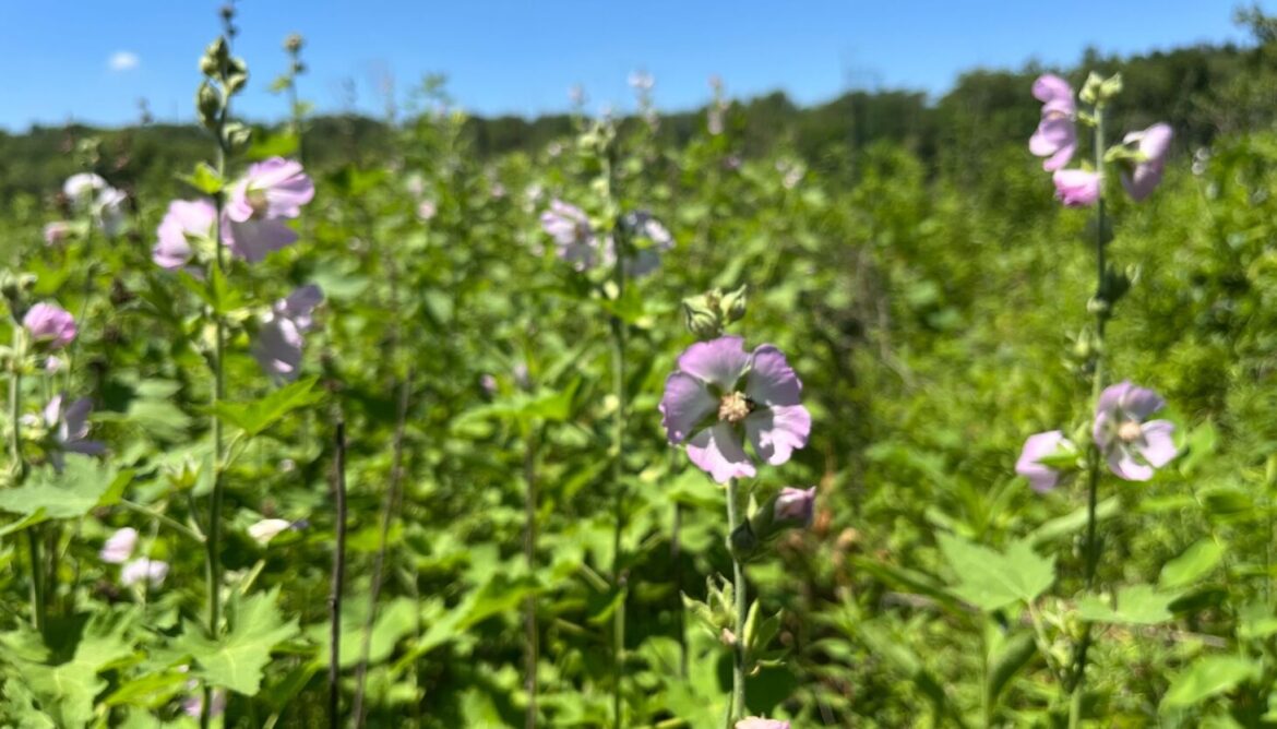 Kankakee mallow: How a rare Illinois flower was saved from extinction