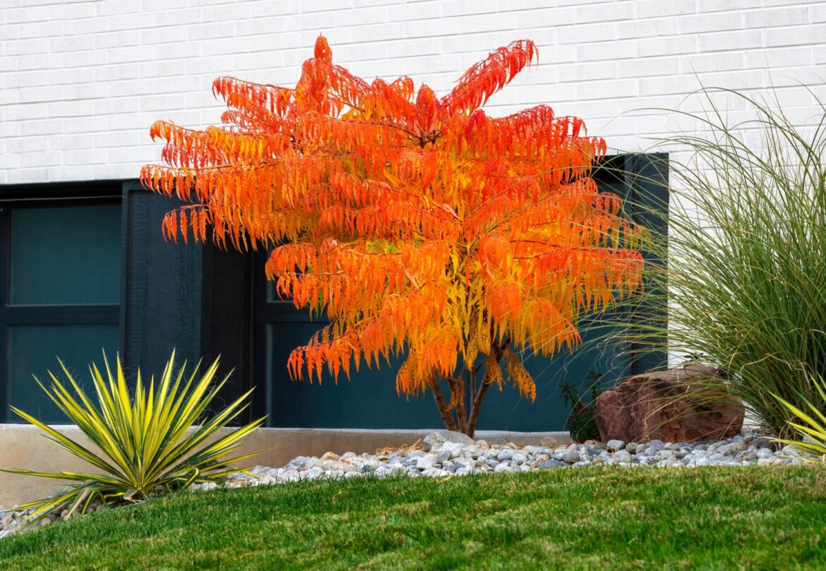 Ask the Master Gardener: Transplant Tiger Eyes sumac suckers to improve your landscape – Brainerd Dispatch Ask the Master Gardener: Transplant Tiger Eyes sumac suckers to improve your landscape - Brainerd Dispatch