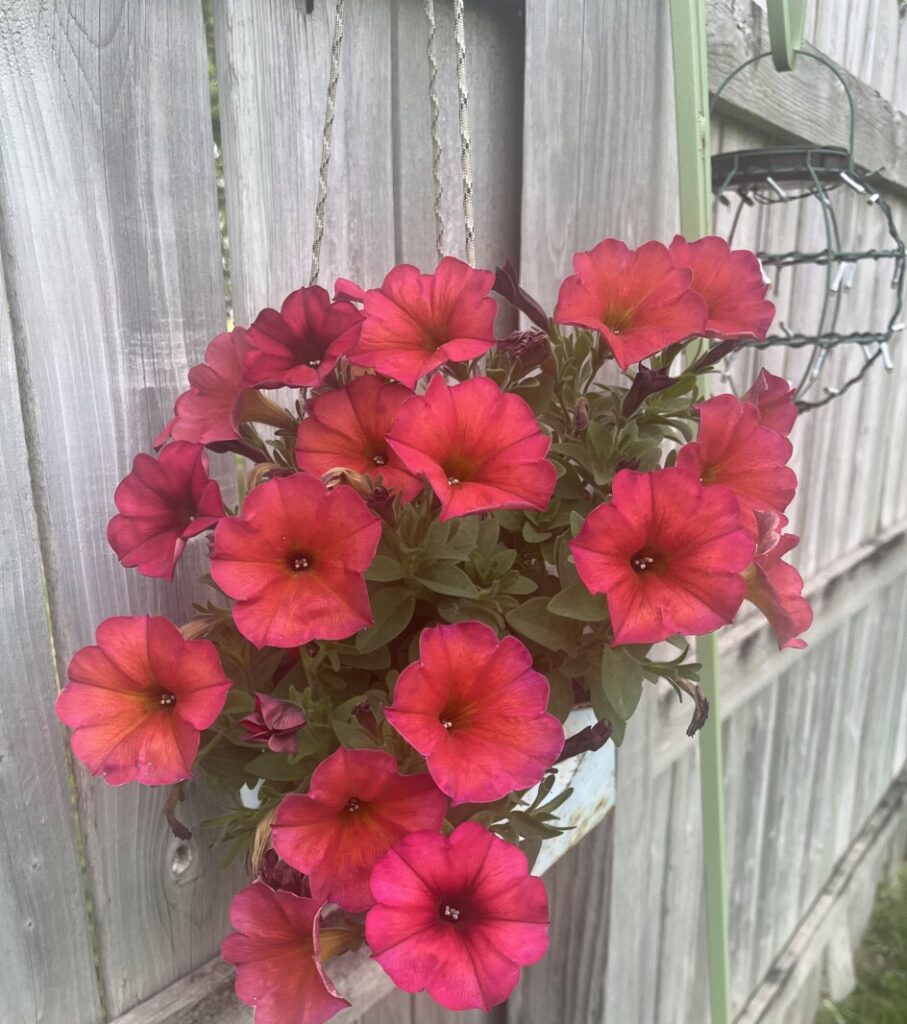 Master Gardener Sue Morris: Final report of the season from Kandiyohi County gardeners – West Central Tribune Master Gardener Sue Morris: Final report of the season from Kandiyohi County gardeners - West Central Tribune