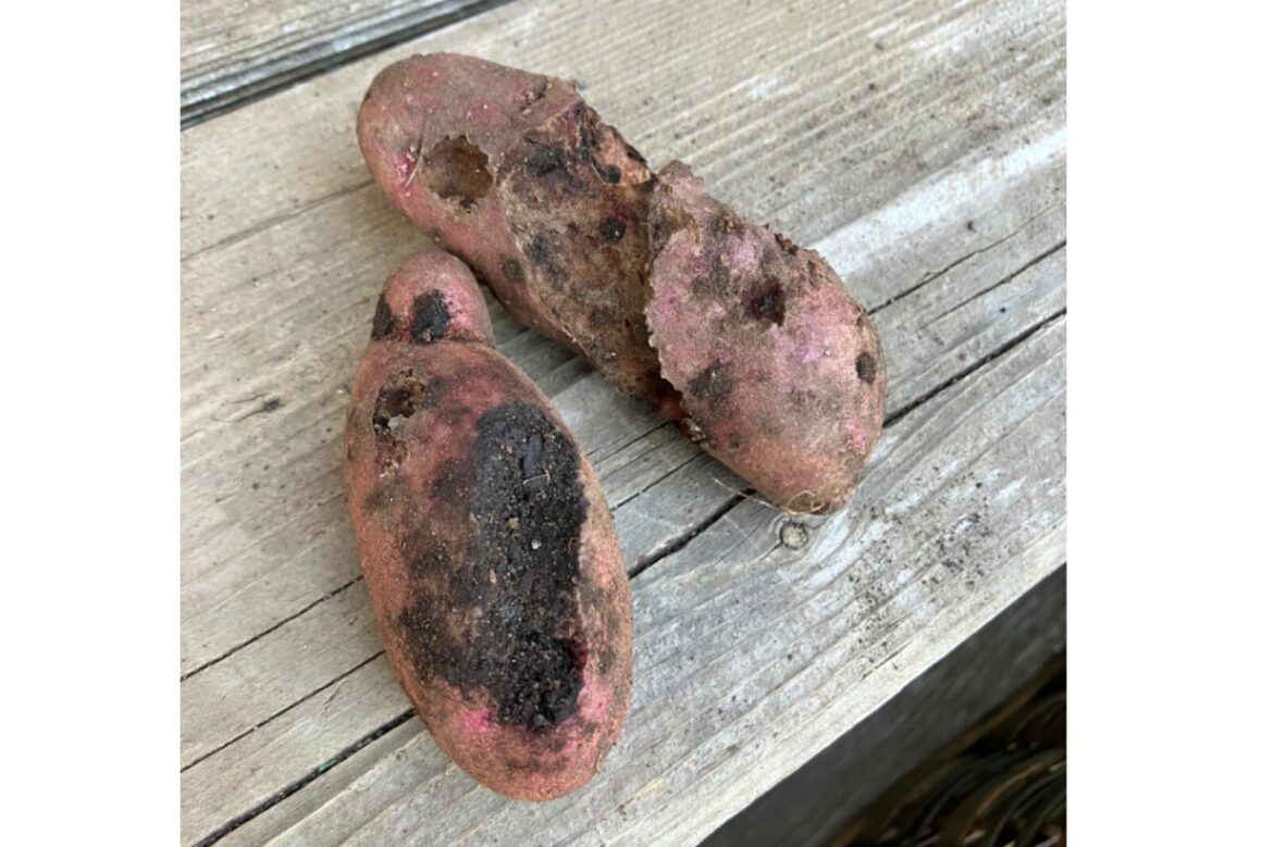 Ask a Master Gardener: What is happening to my potatoes? – Duluth News Tribune Ask a Master Gardener: What is happening to my potatoes? - Duluth News Tribune
