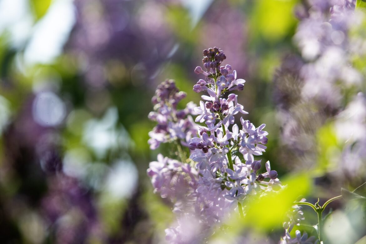 Master Gardener Sue Morris: Lilacs may be suffering from fungal disease if leaves look rough - West Central Tribune