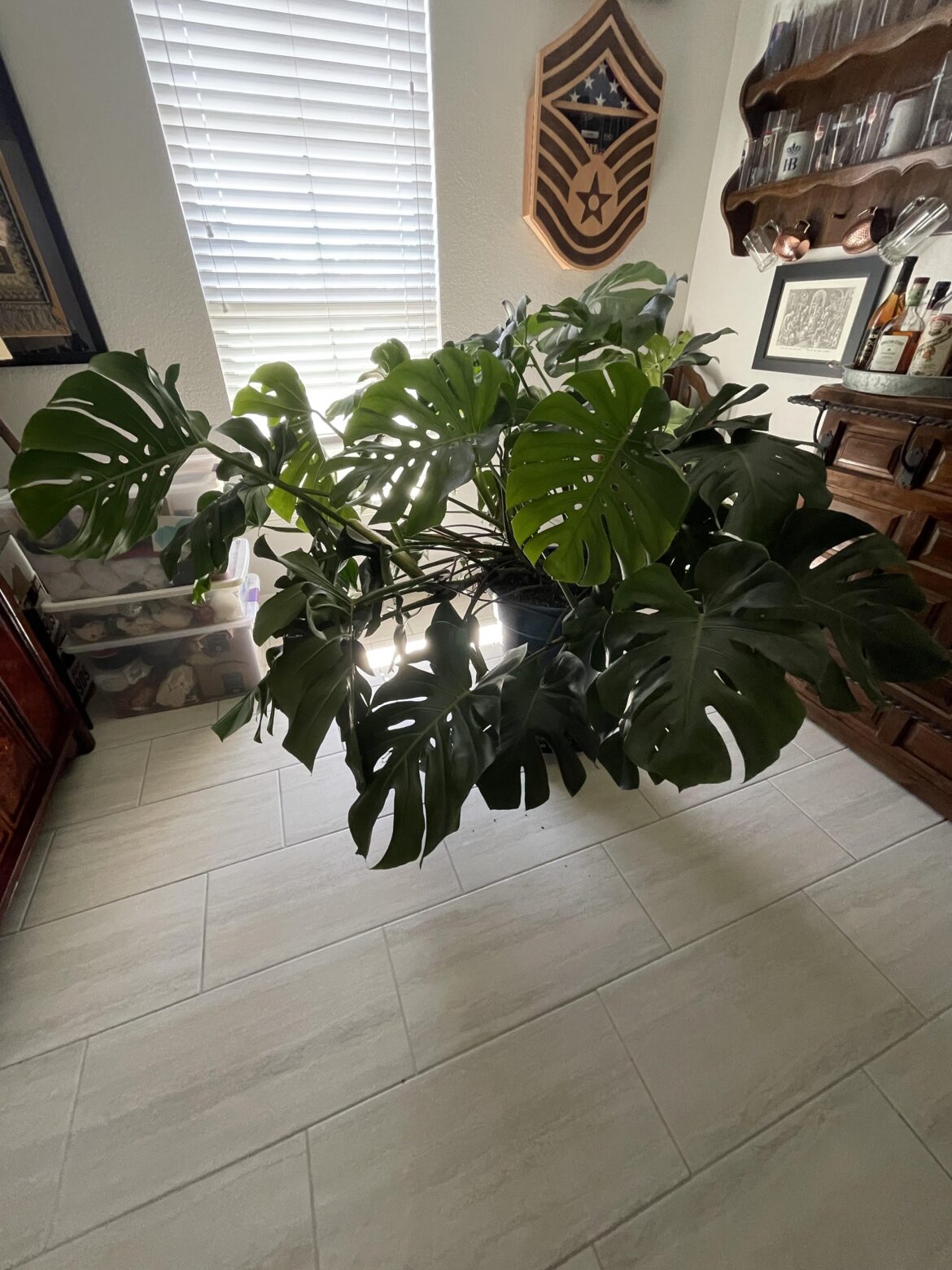 New just wanted to share a picture of my over grown monstera