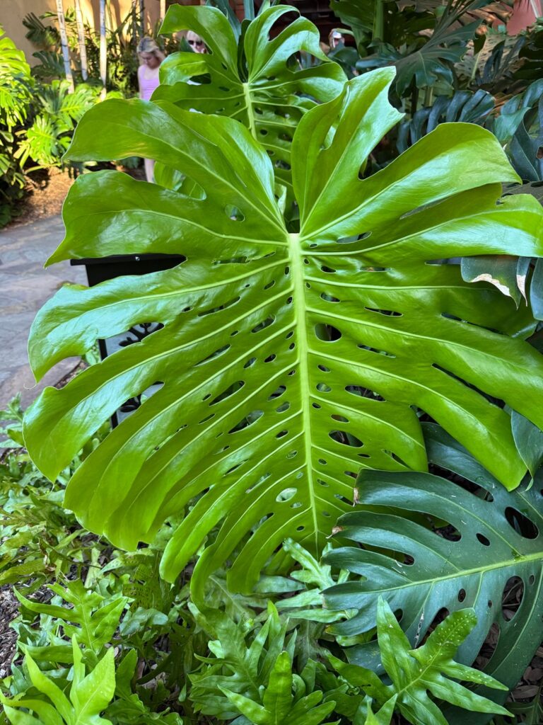 My favorite part of visiting Hawaii is seeing all the absolute units