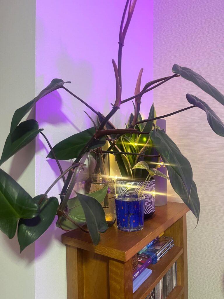 Keep in water or pot?