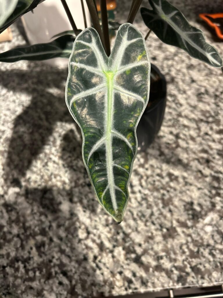 Trader Joe’s Bambino leaf health Trader Joe’s Bambino leaf health