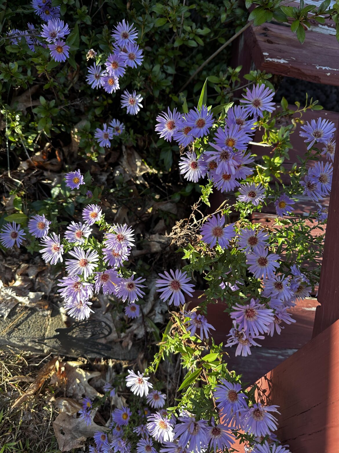 Blooming near my porch 🌸