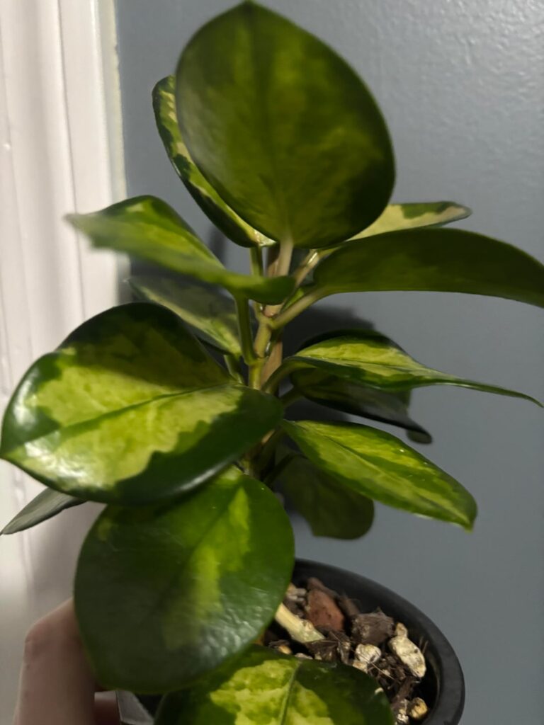 Why won’t it vine??? Why won’t it vine???