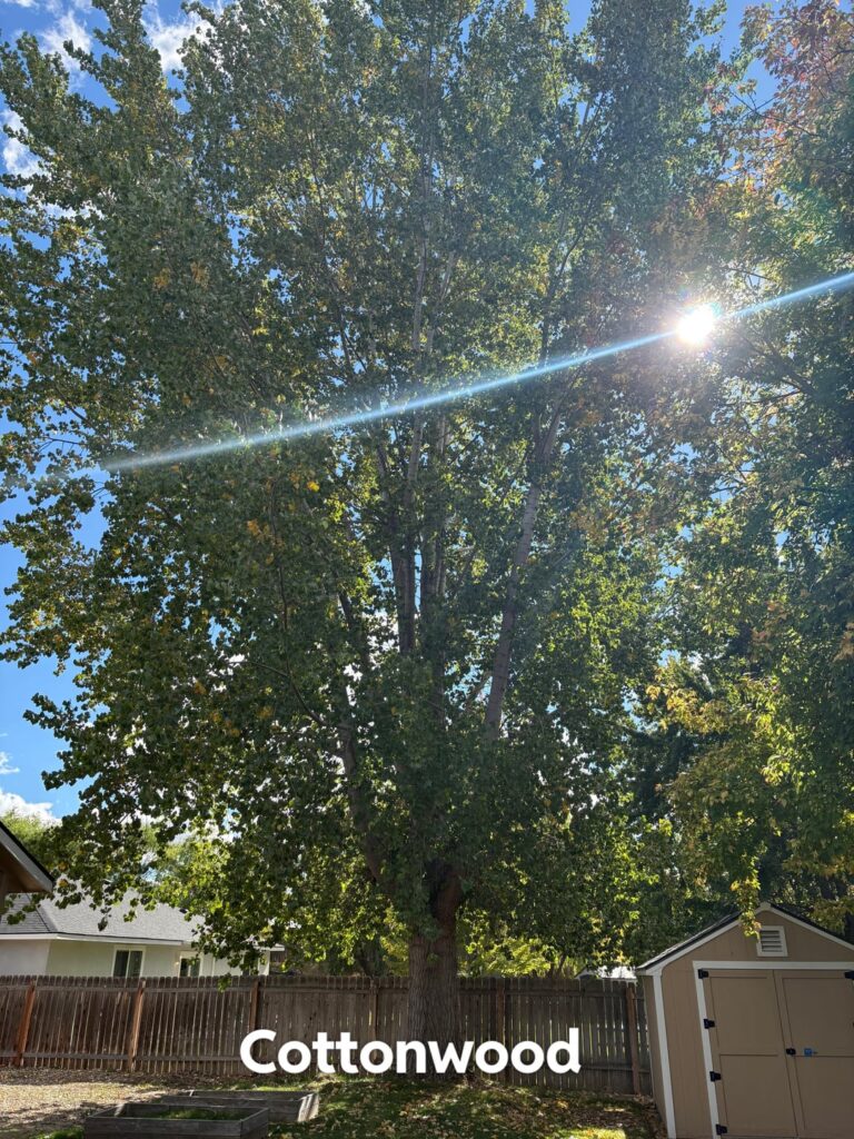To remove the tree, or not to remove the tree? That’ the question! To remove the tree, or not to remove the tree? That’ the question!