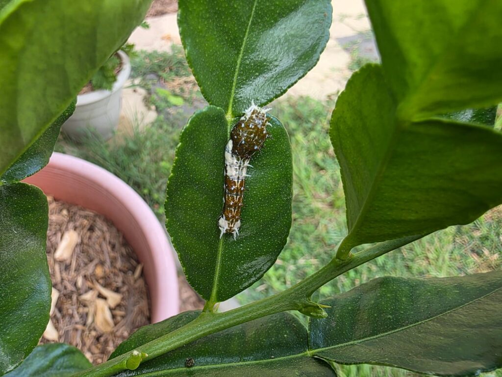 Orchard Swallowtail Butterfly loading...