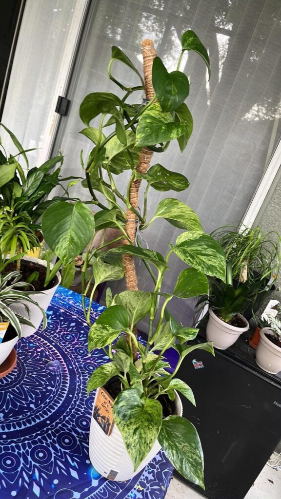 9/3-10/22 🌱✨ 9/3-10/22 🌱✨
