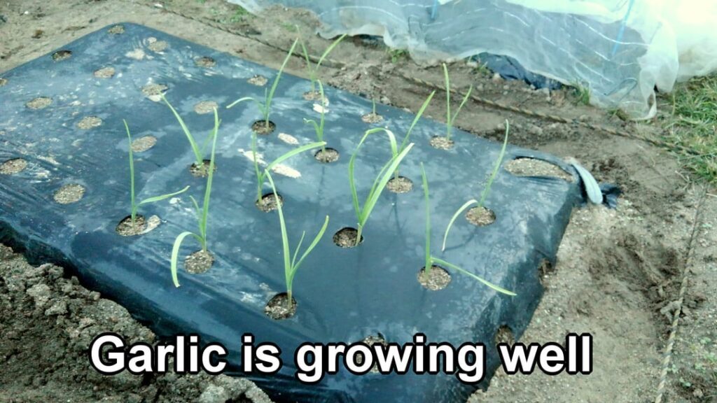 Garlic is growing Garlic is growing
