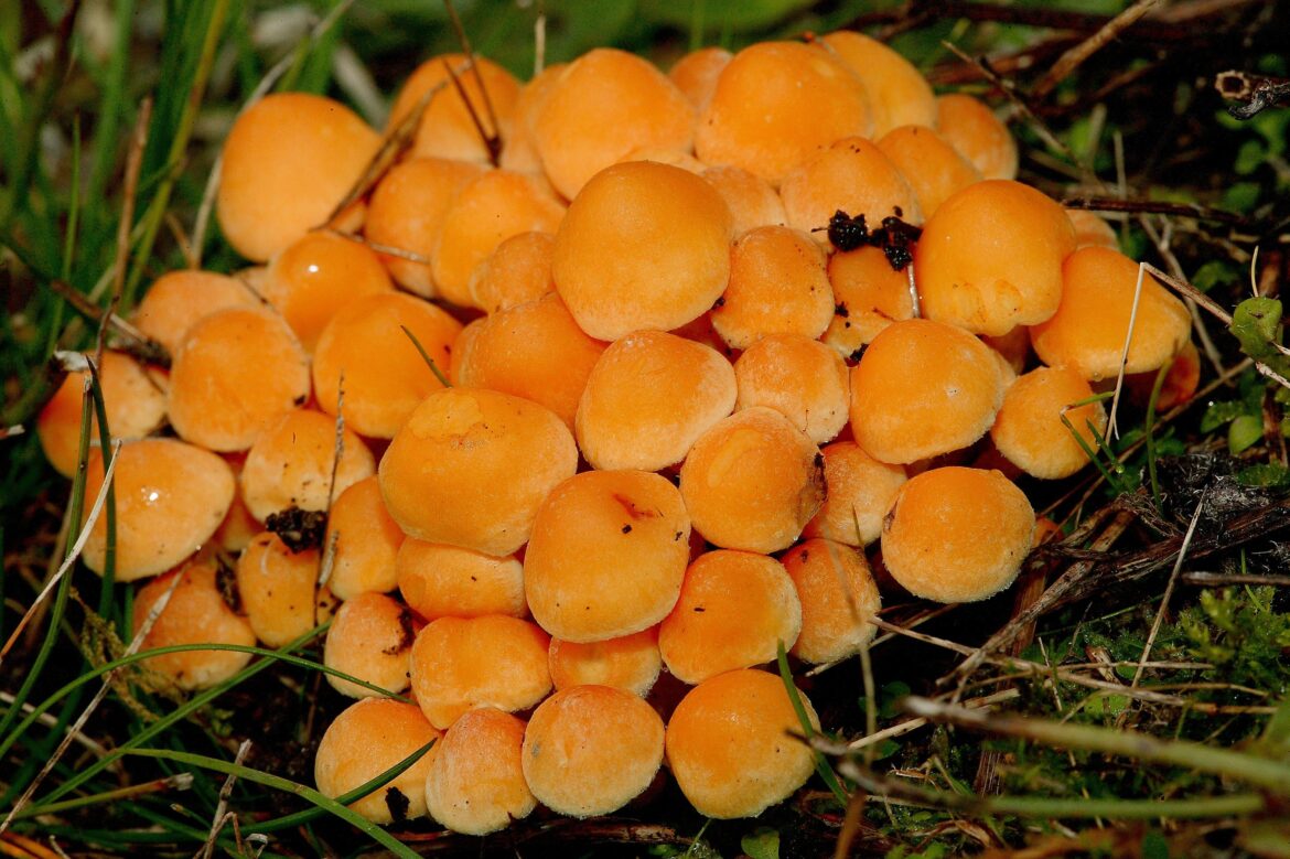 🧡Orange mushrooms🧡- this clump is as beautiful as a flower🏵️[OC]