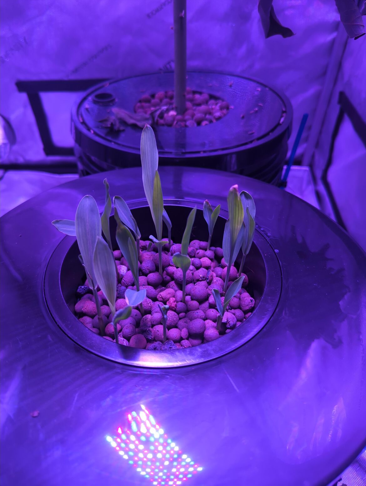Blue Hopi Corn Sprouting
