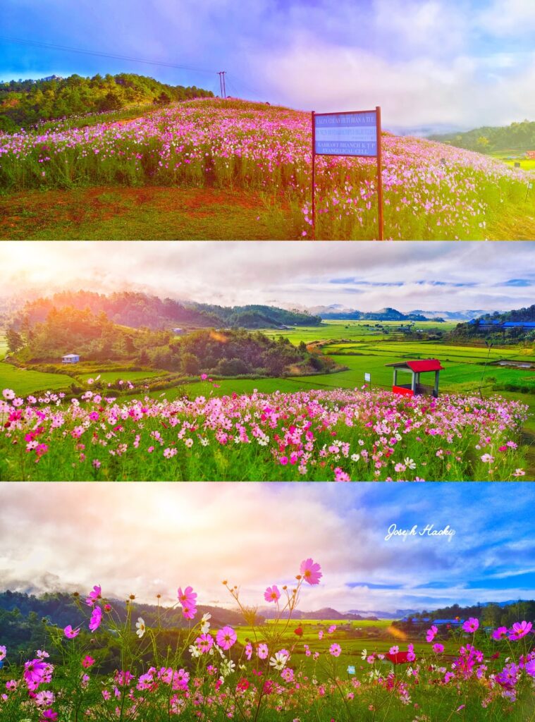 Cosmos in my hometown