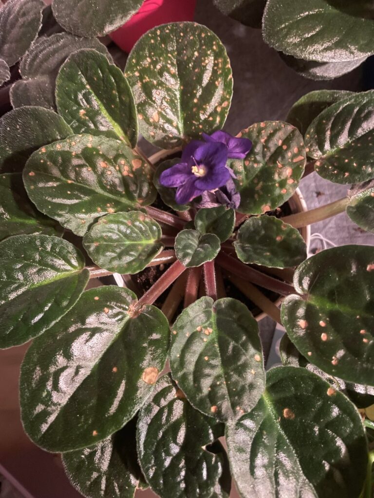 Brown spots Brown spots