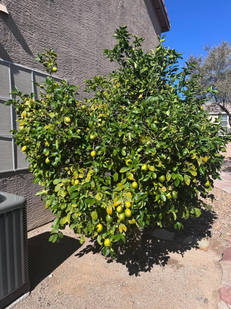 Lemons on lemon tree started turning yellow and then stopped Lemons on lemon tree started turning yellow and then stopped