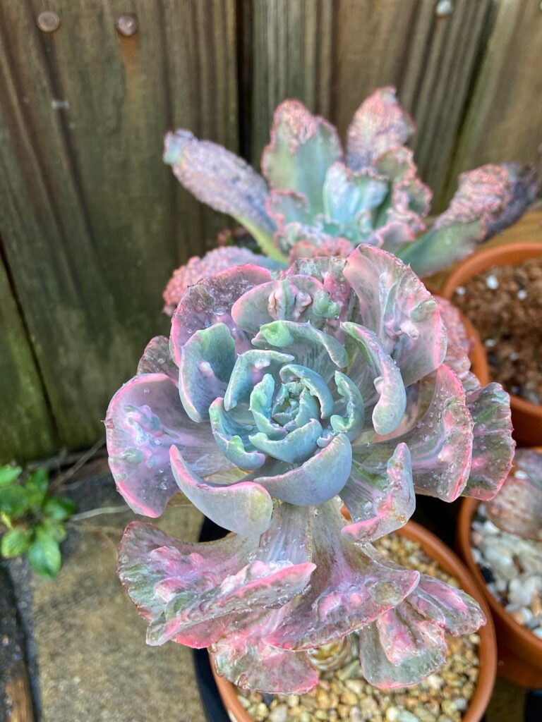 Any fan of succulents with bumps? 🤓