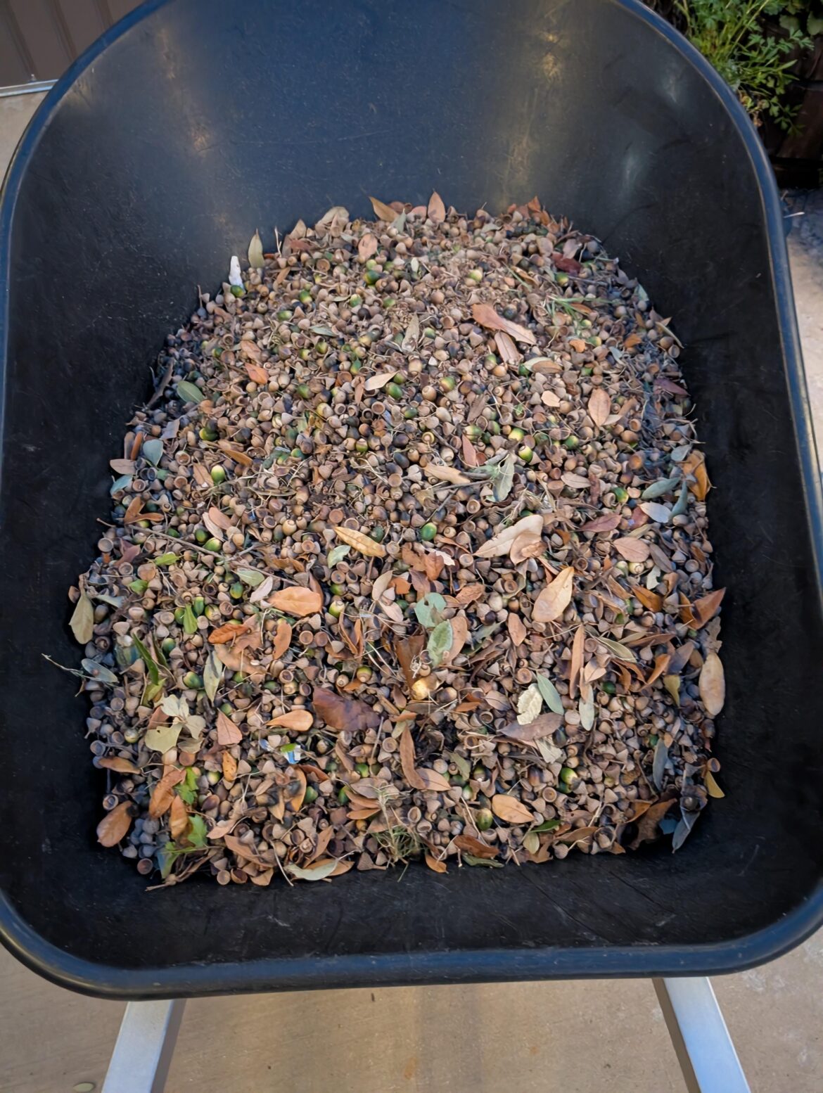 Thoughts on tree nuts? Thoughts on tree nuts?