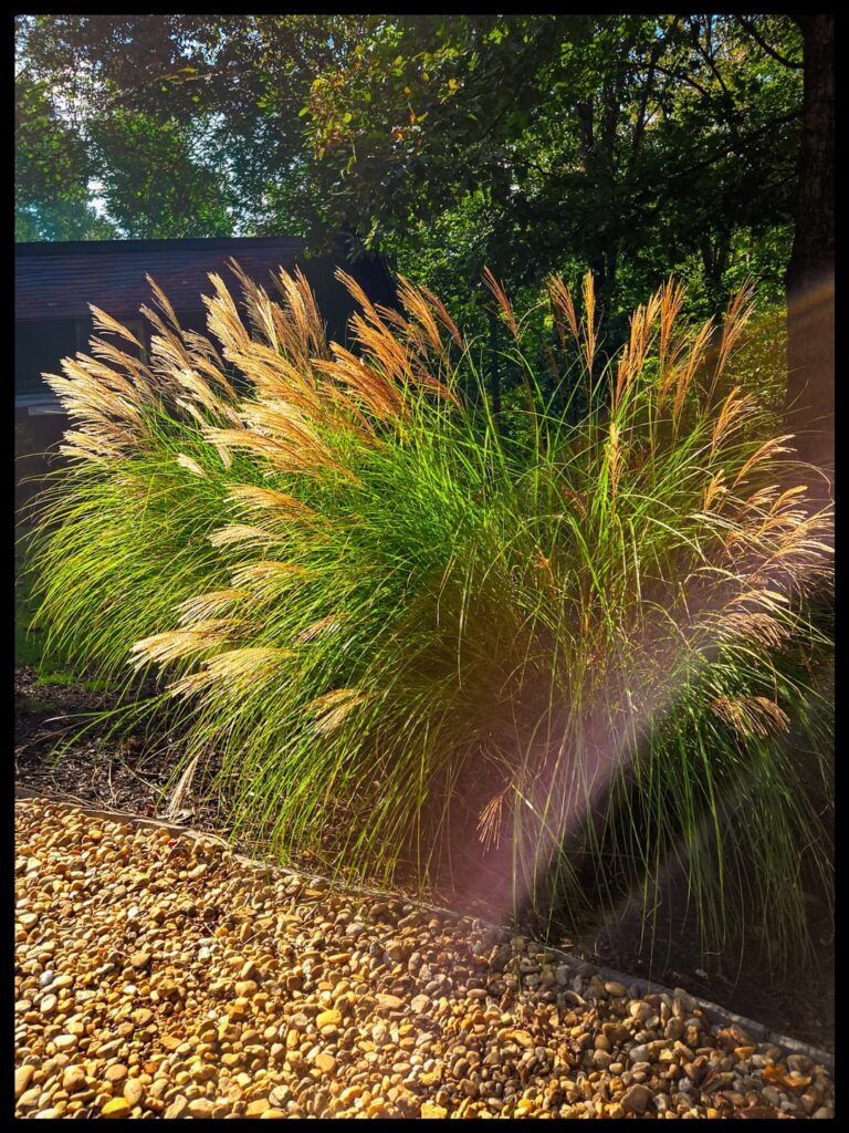 Maiden/Silver Grass.. Northeast Ga..