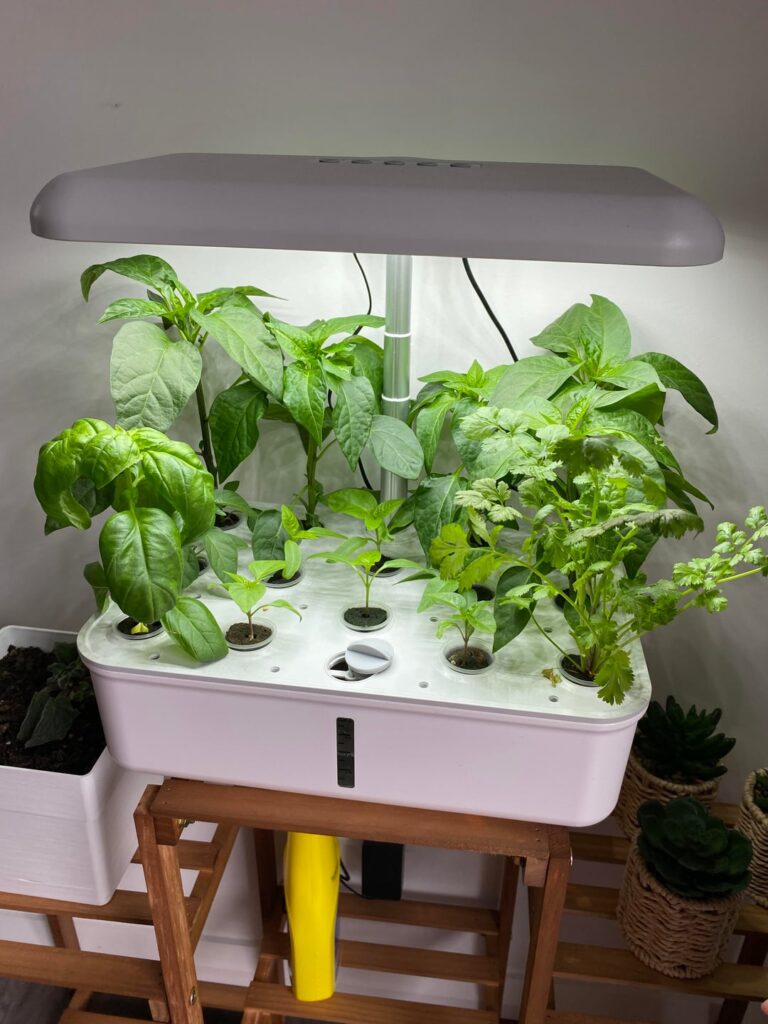 Chilli Pepper pruning attempt Chilli Pepper pruning attempt