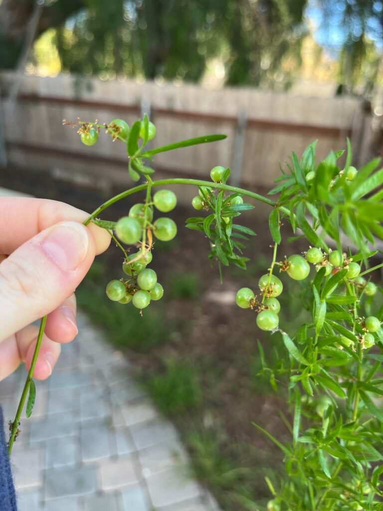 Bush growing in our backyard with small green “berries”