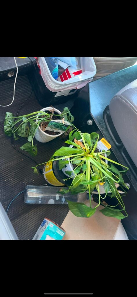 First time monstera owner First time monstera owner
