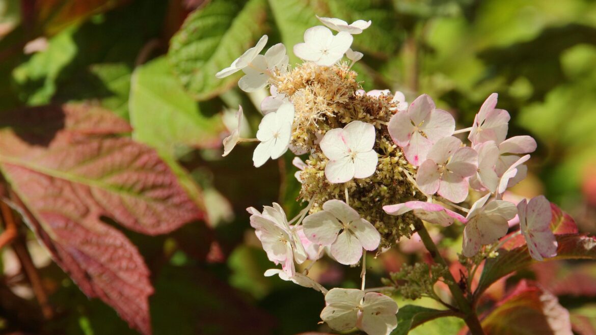 What to do with hydrangeas in the autumn – 5 essential tasks