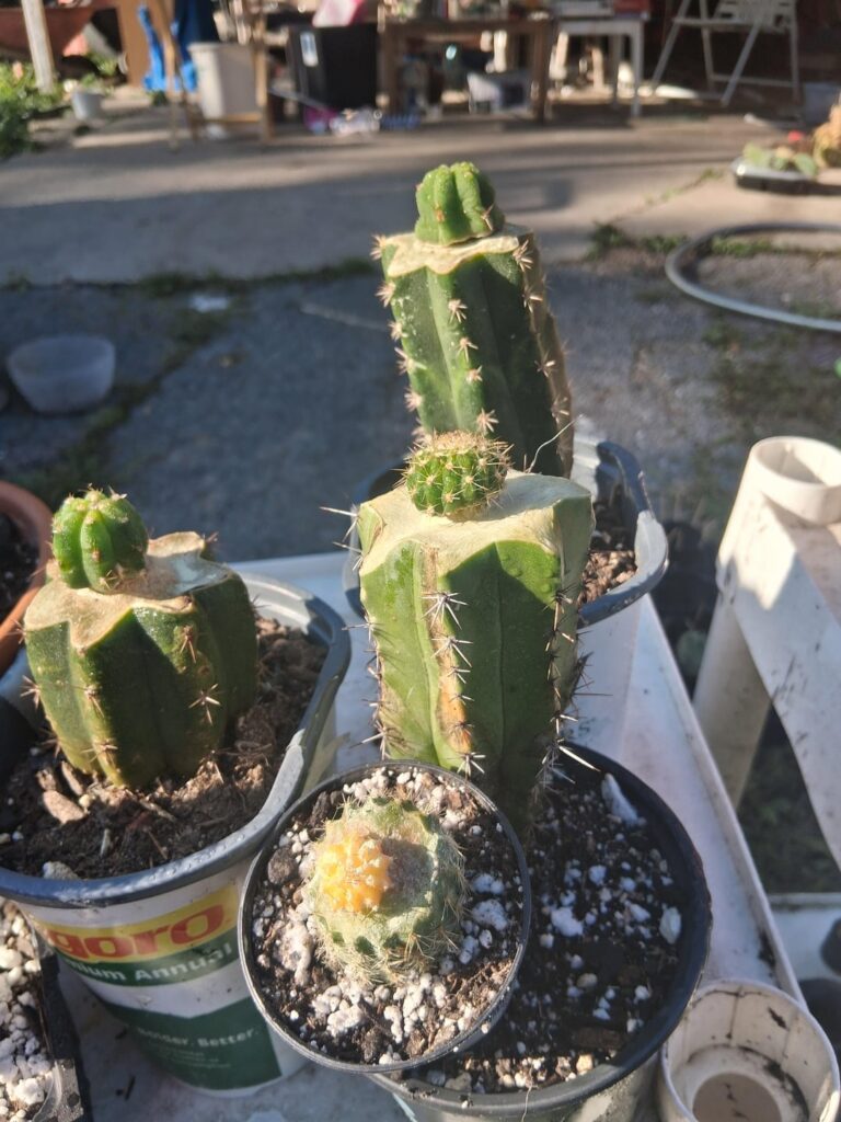 Before and after pics