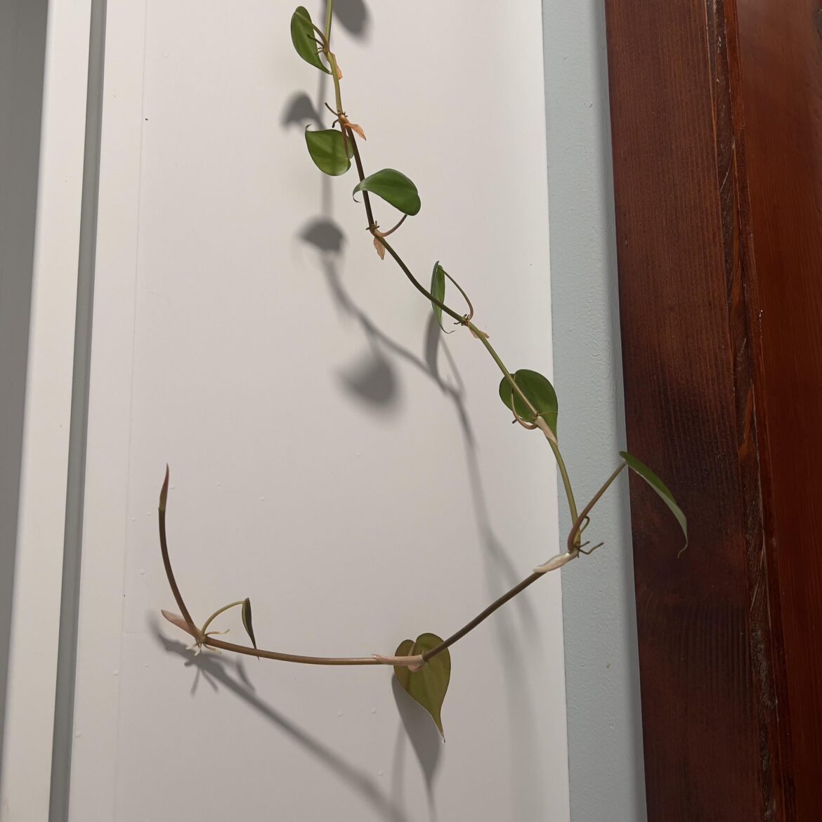 Where to cut to prop? Where to cut to prop?