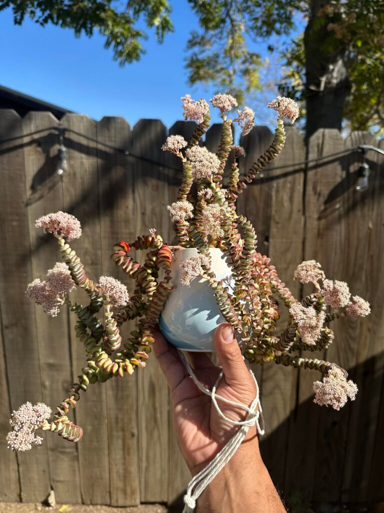 First time bloom on one of my oldest (surviving) succies