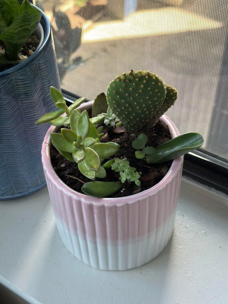 Succulents!