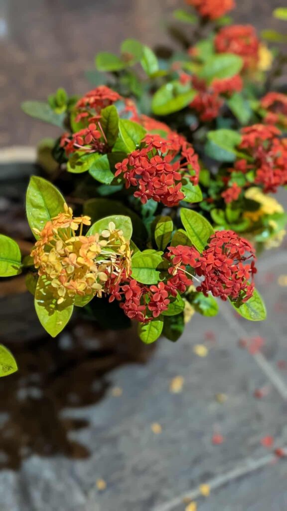 Please help me ID