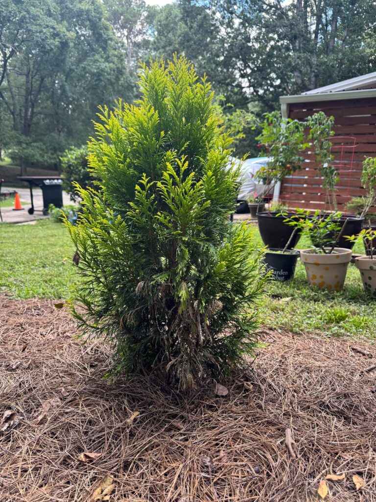 What is happening to my trees?