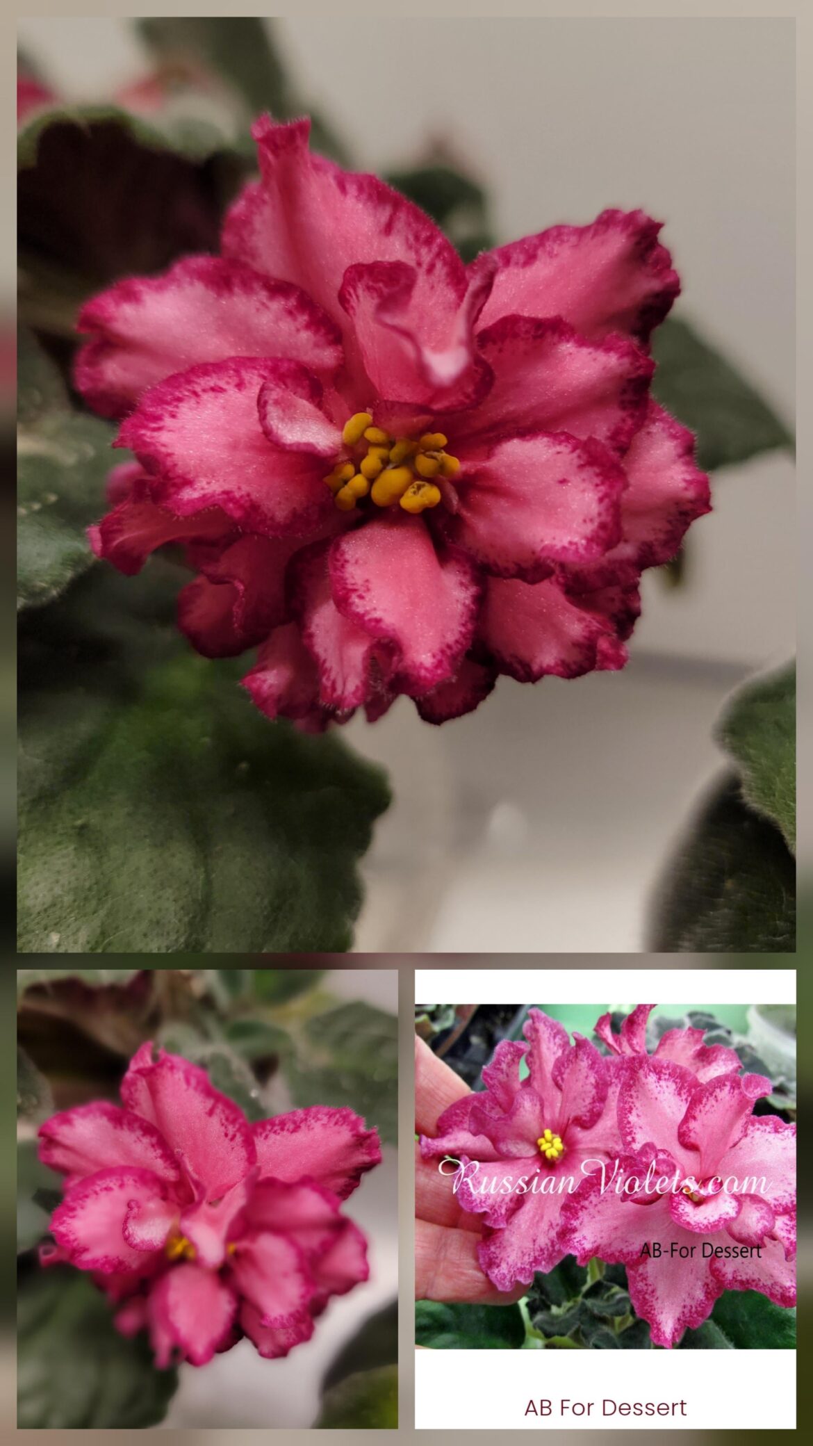 AV ‘Dessert’? AV 'Dessert'?